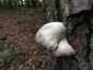 Kései laskagomba (Pleurotus ostreatus), Őrség